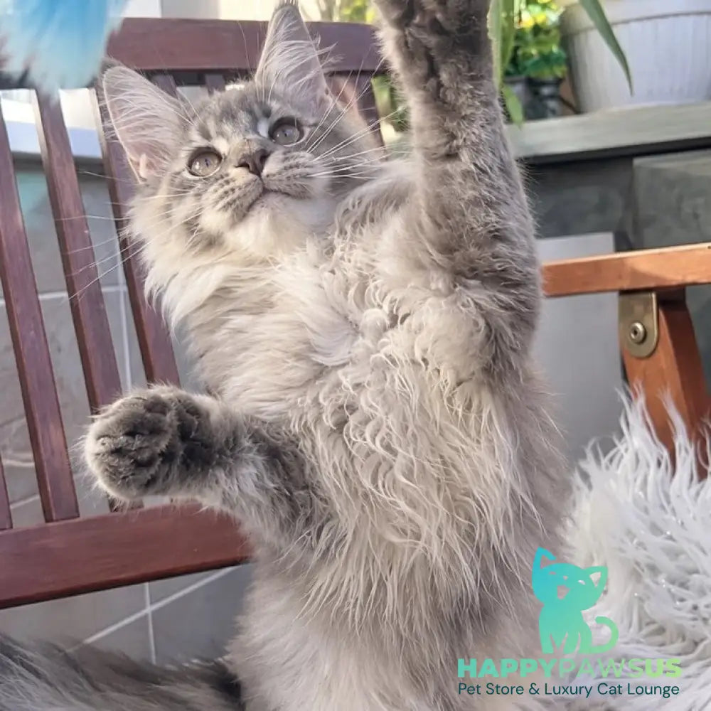 Joy Maine Coon female blue silver tabby - live animals