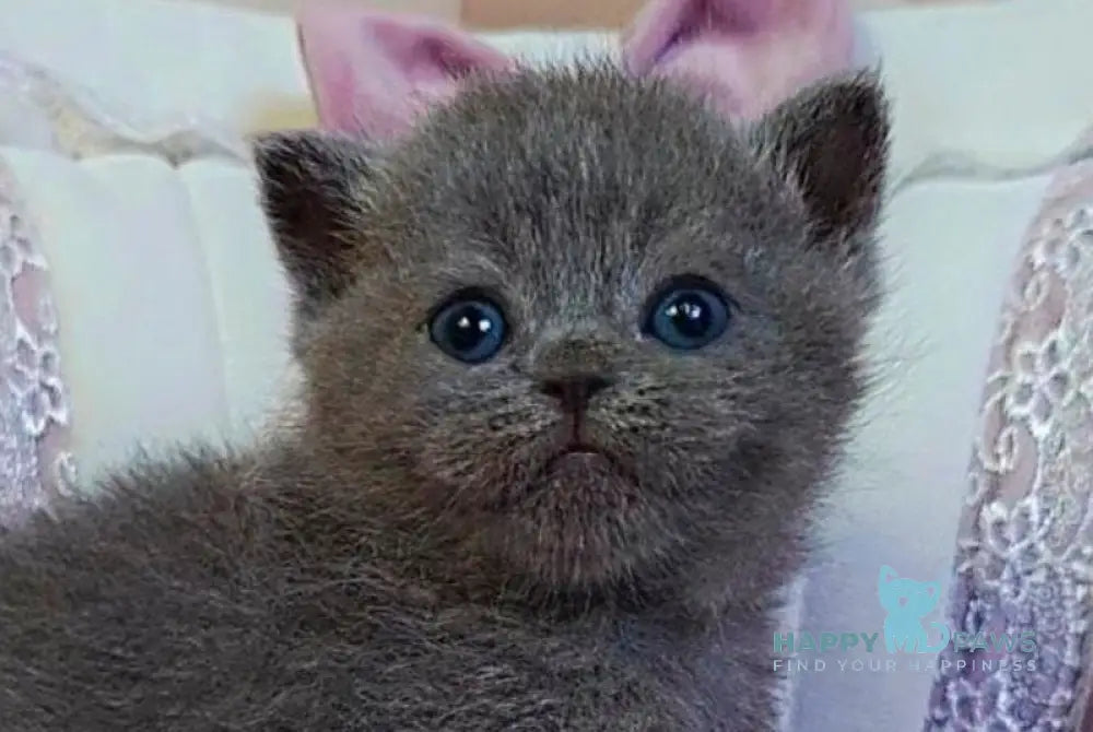 Joy Scottish Straight male blue - live animals