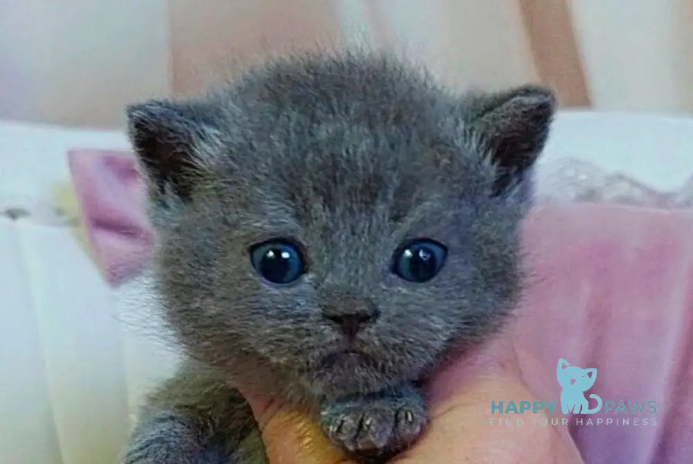 Joy Scottish Straight male blue - live animals