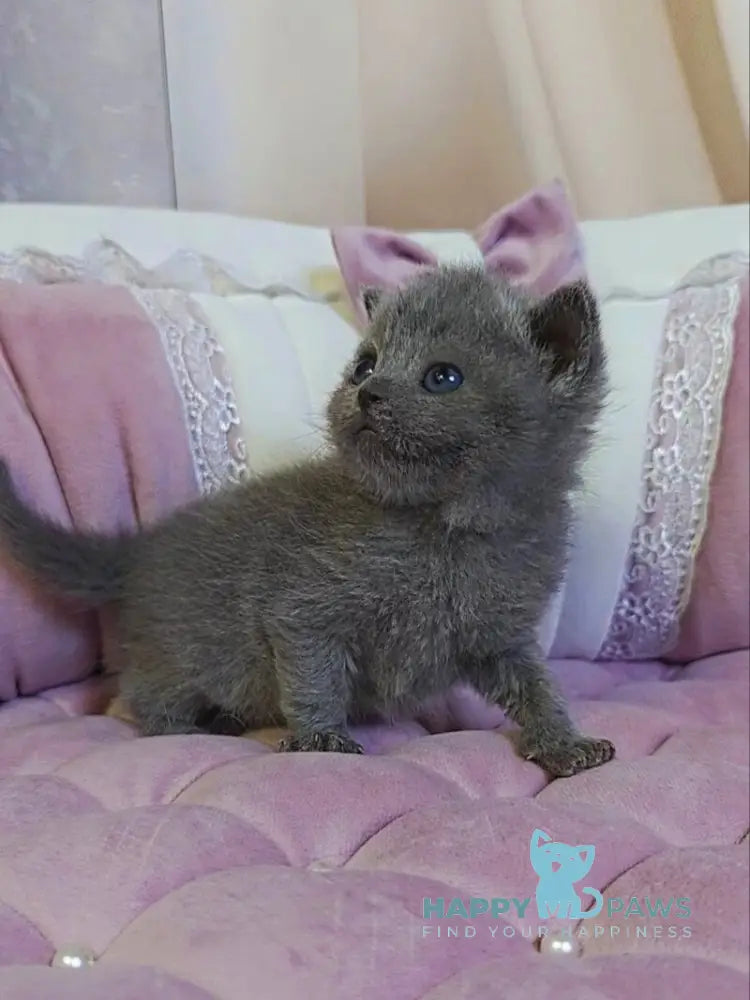 Joy Scottish Straight male blue - live animals