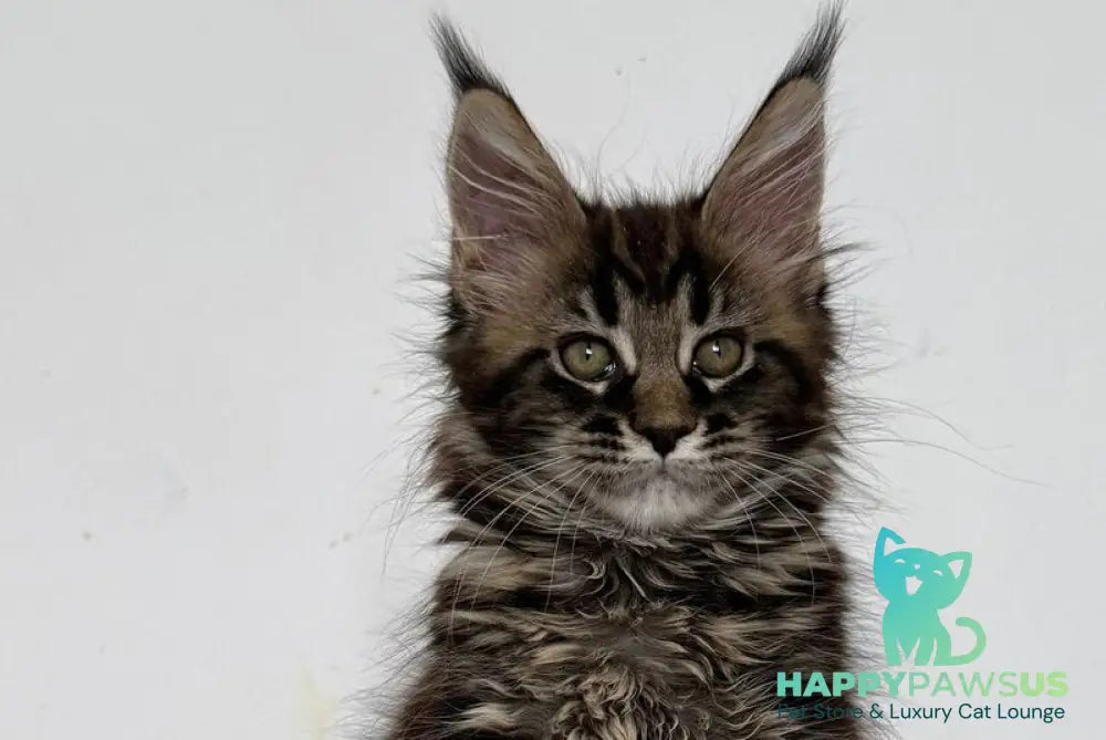 Jozi Maine Coon female black tabby live animals