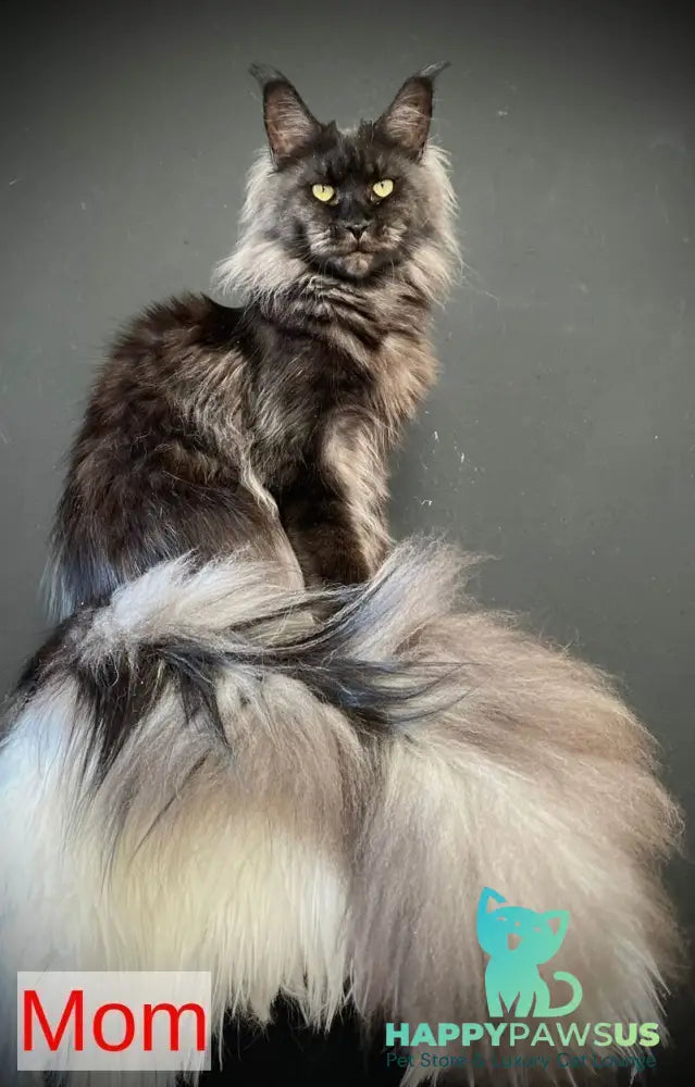 Jozi Maine Coon female black tabby live animals
