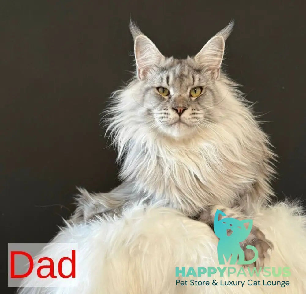 Jozi Maine Coon female black tabby live animals