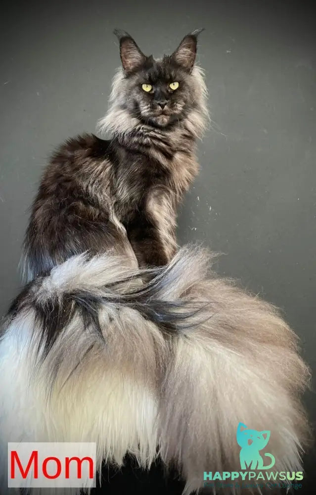 Jozi Maine Coon female black tabby live animals