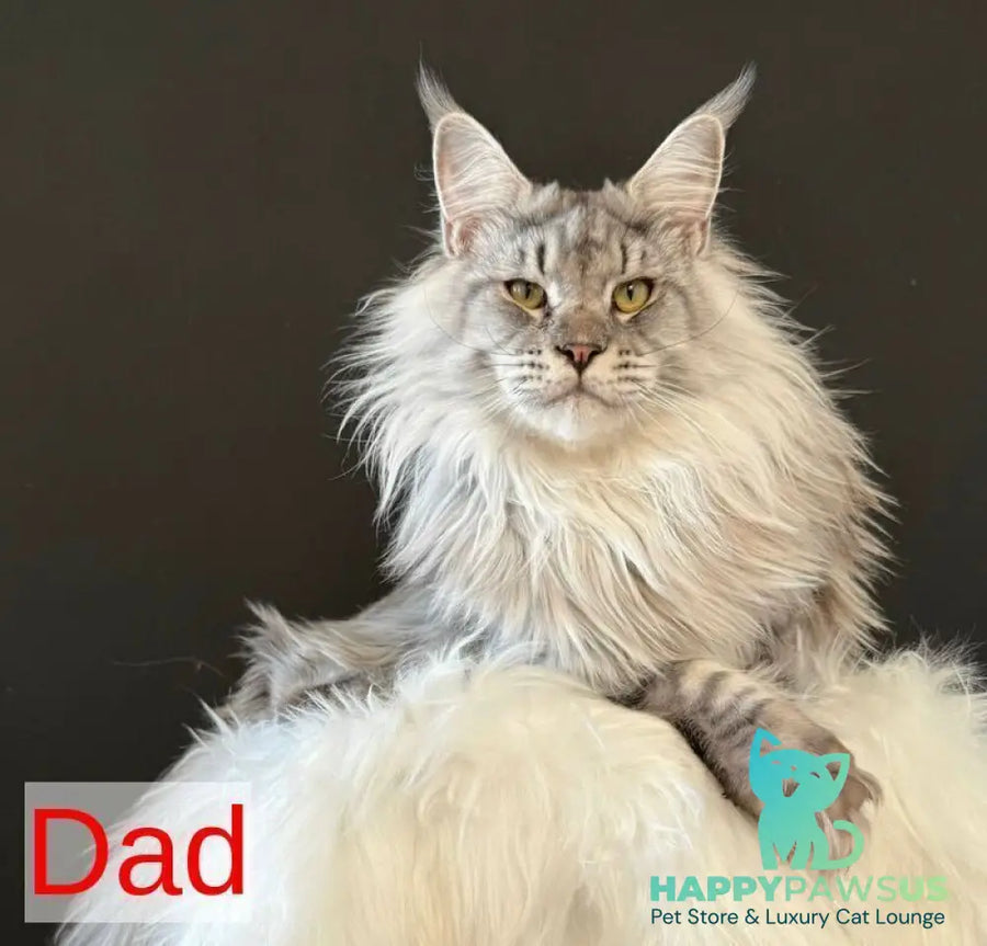 Jozi Maine Coon female black tabby live animals