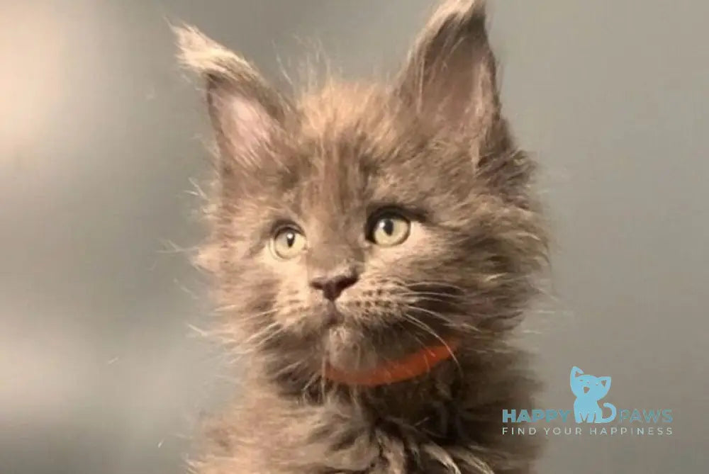 Jozi Maine Coon male blue live animals