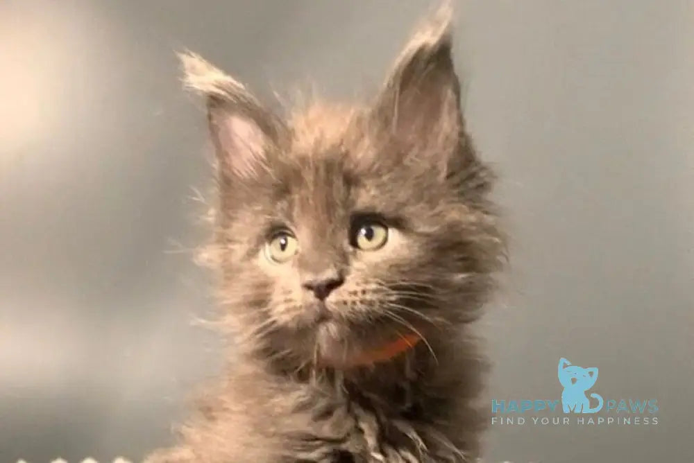 Jozi Maine Coon male blue live animals