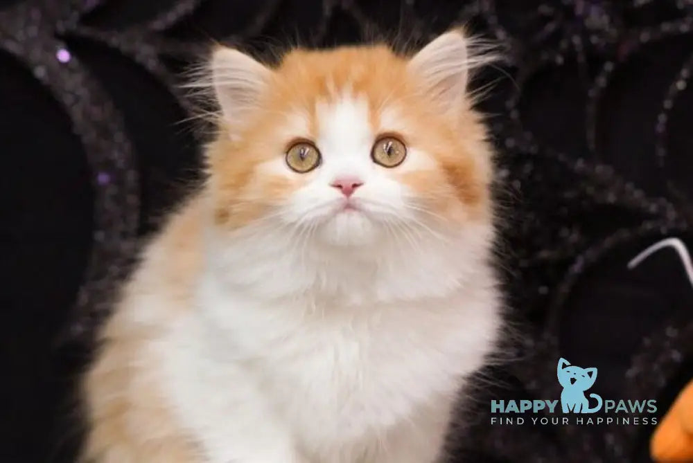 Juice Scottish Straight male red tabby bicolour live animals