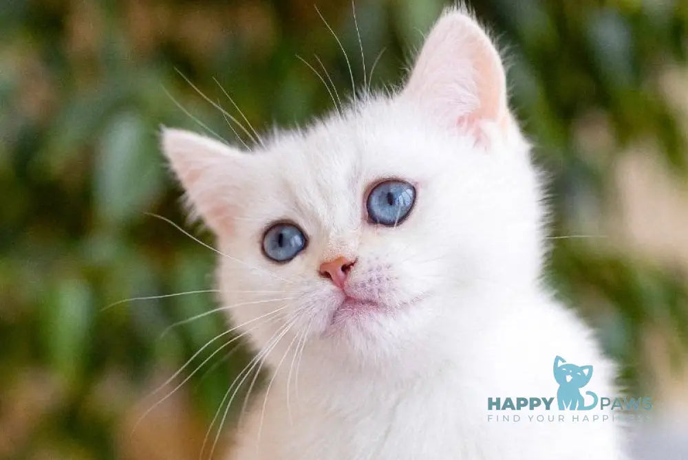 JuJu British Shorthair female black silver chinchilla pointed live animals