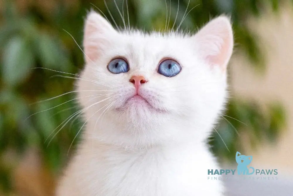 JuJu British Shorthair female black silver chinchilla pointed live animals