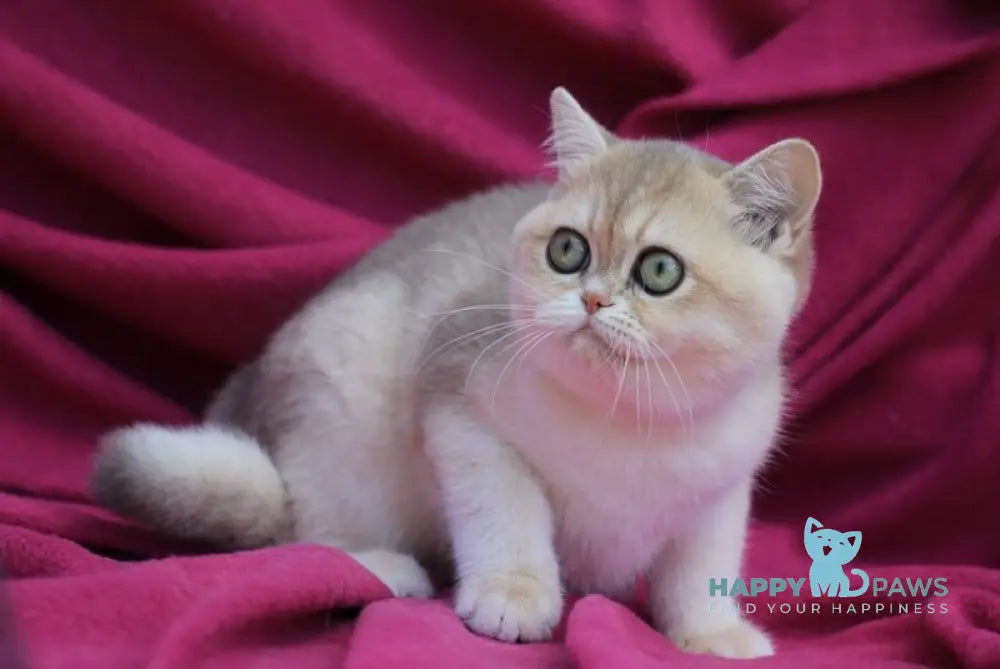 JuJu British Shorthair female blue golden shaded live animals