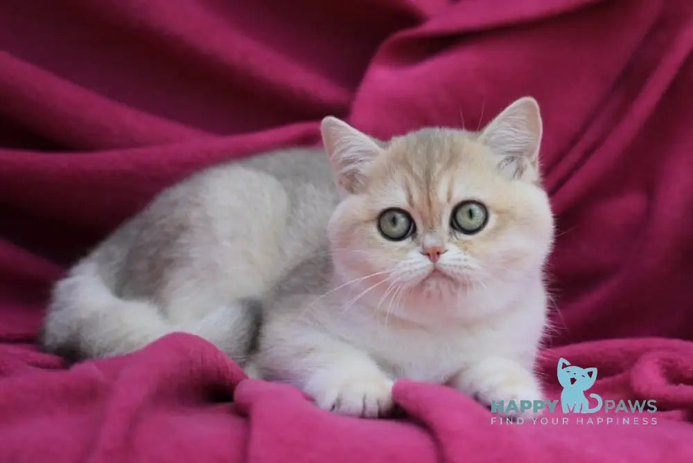 JuJu British Shorthair female blue golden shaded live animals