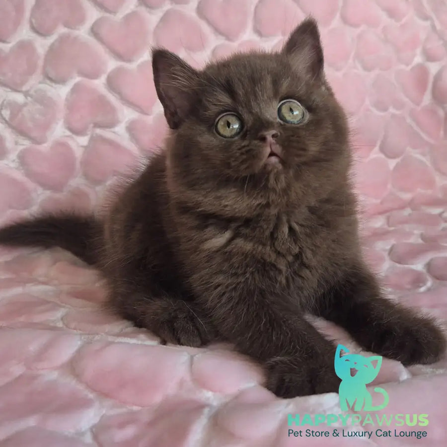 Julia British Shorthair female chocolate - live animals