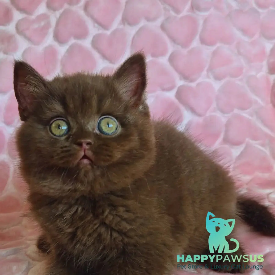 Julia British Shorthair female chocolate - live animals