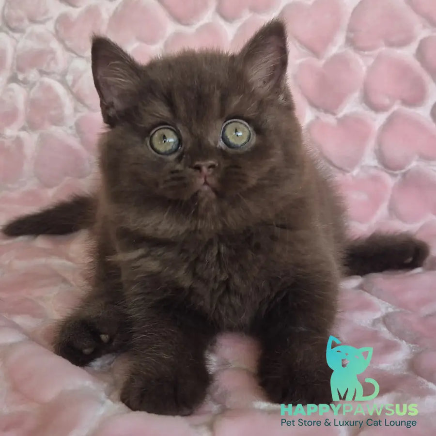 Julia British Shorthair female chocolate - live animals