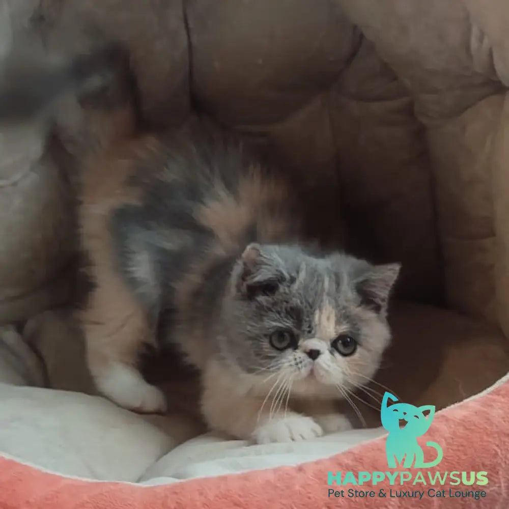 Julia Exotic female blue tortie bicolour - live animals