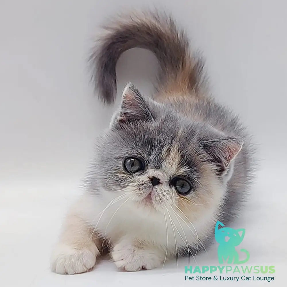 Julia Exotic female blue tortie bicolour - live animals