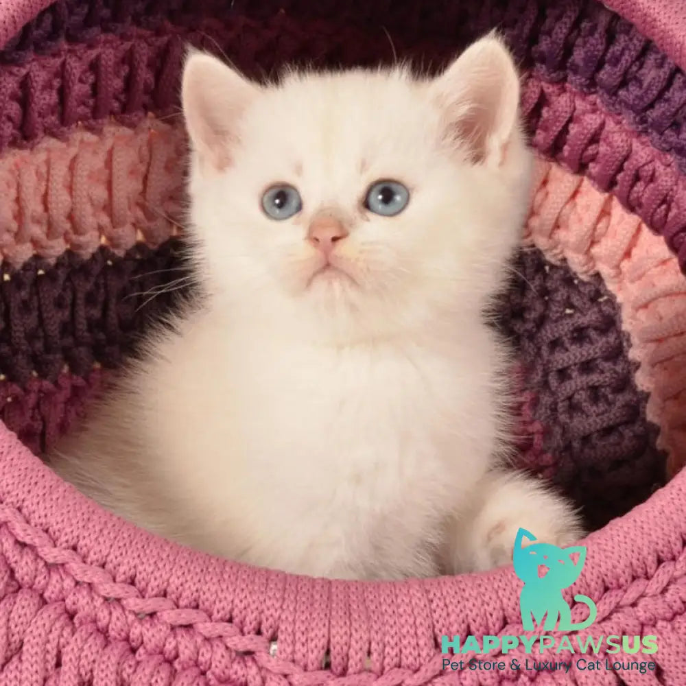 Julian British Shorthair male chocolate golden shaded pointed - live animals