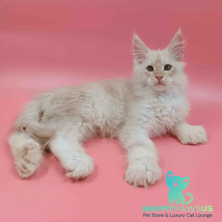 Julian Maine Coon polydactyl 6x6x6x6 male cream silver - live animals