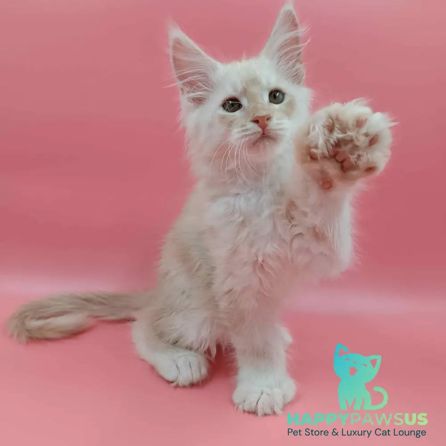 Julian Maine Coon polydactyl 6x6x6x6 male cream silver - live animals