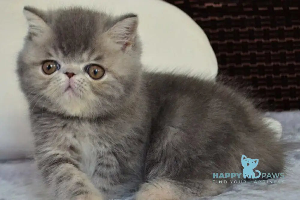 Juliana Exotic female blue tortie tabby live animals