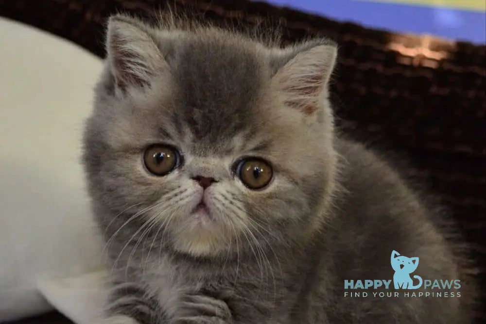 Juliana Exotic female blue tortie tabby live animals