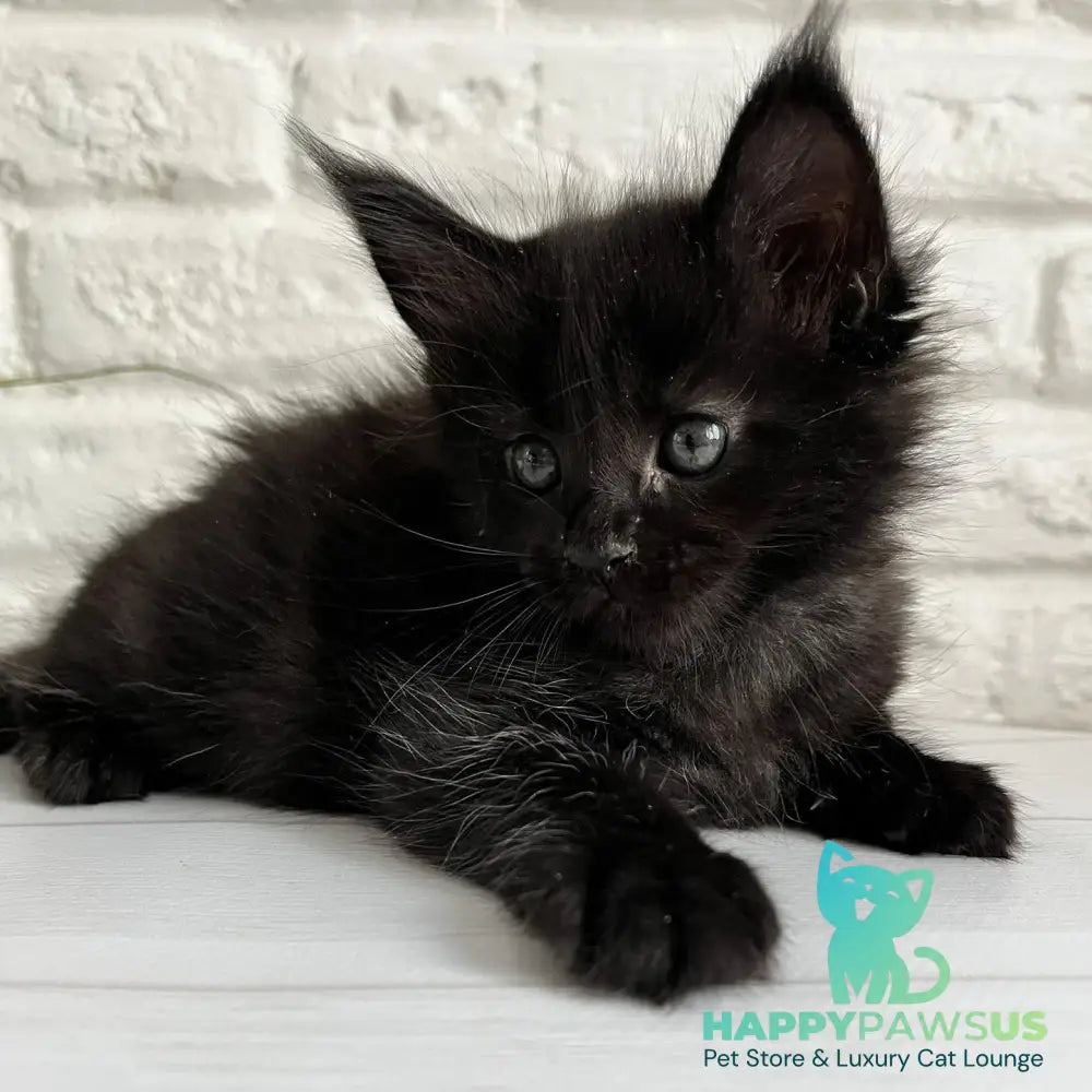 Julie Maine Coon female black - live animals