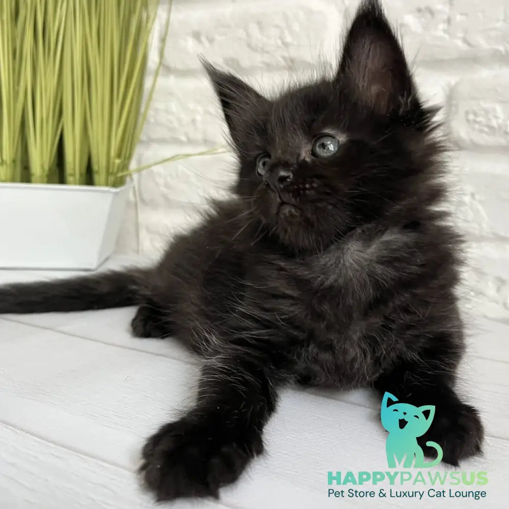 Julie Maine Coon female black - live animals