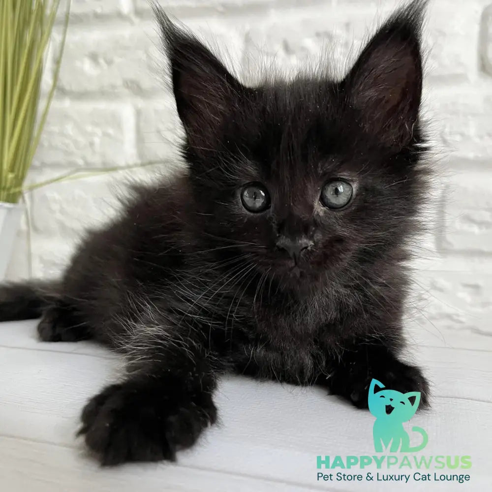 Julie Maine Coon female black - live animals