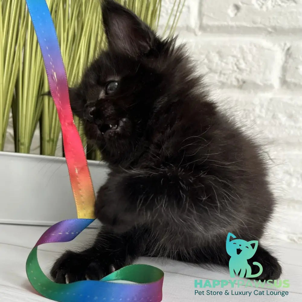 Julie Maine Coon female black - live animals