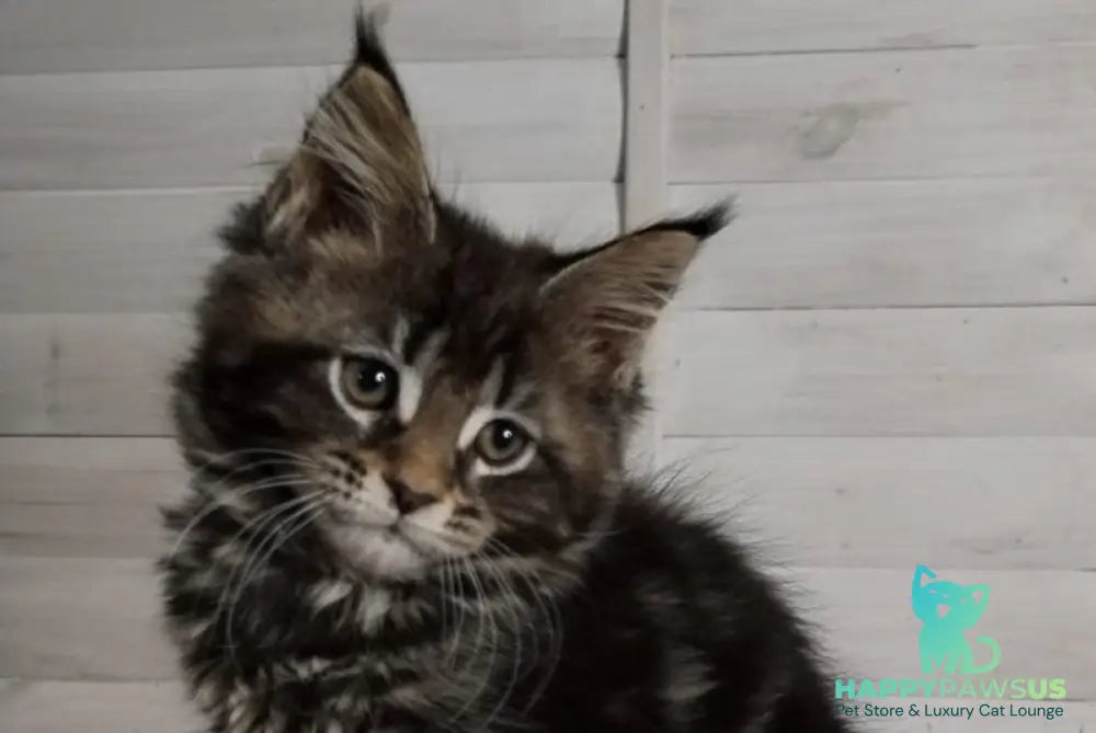 Julienne Maine Coon male black tabby - live animals