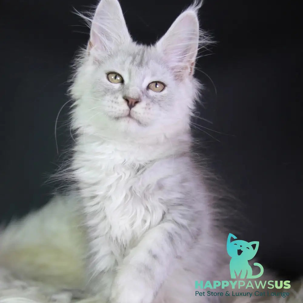 Juliet Maine Coon female black silver tabby - live animals