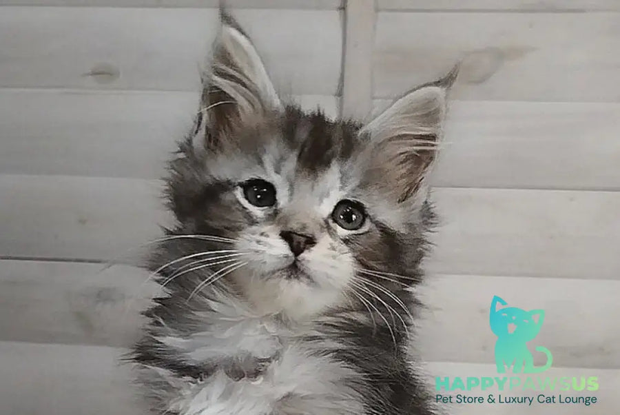Juliet Maine Coon female black silver tabby - live animals