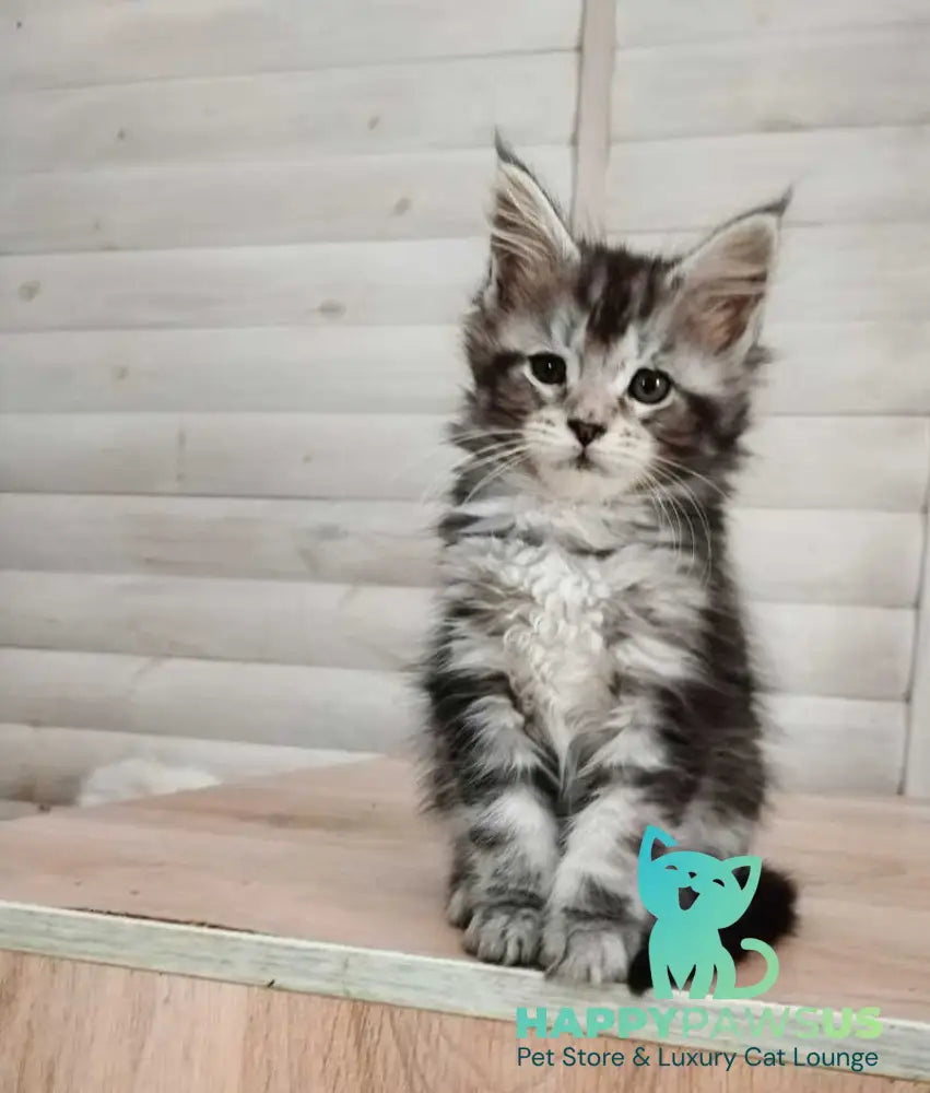 Juliet Maine Coon female black silver tabby - live animals