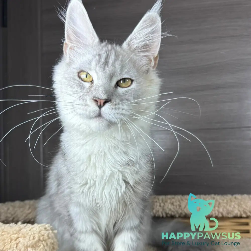 Juliet Maine Coon female black silver tabby - live animals
