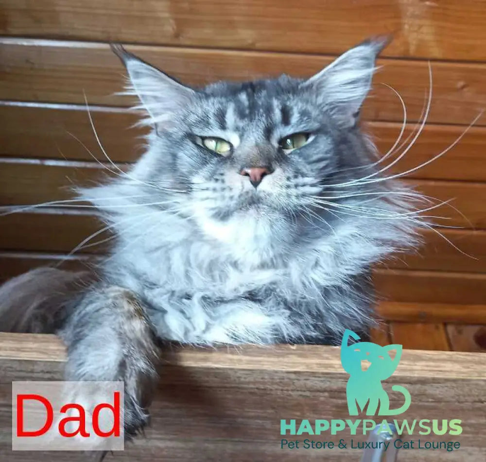 Juliet Maine Coon female black silver tabby - live animals