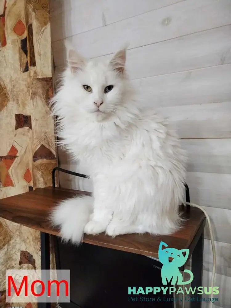 Juliet Maine Coon female black silver tabby - live animals