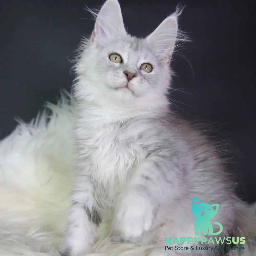 Juliet Maine Coon female black silver tabby - live animals