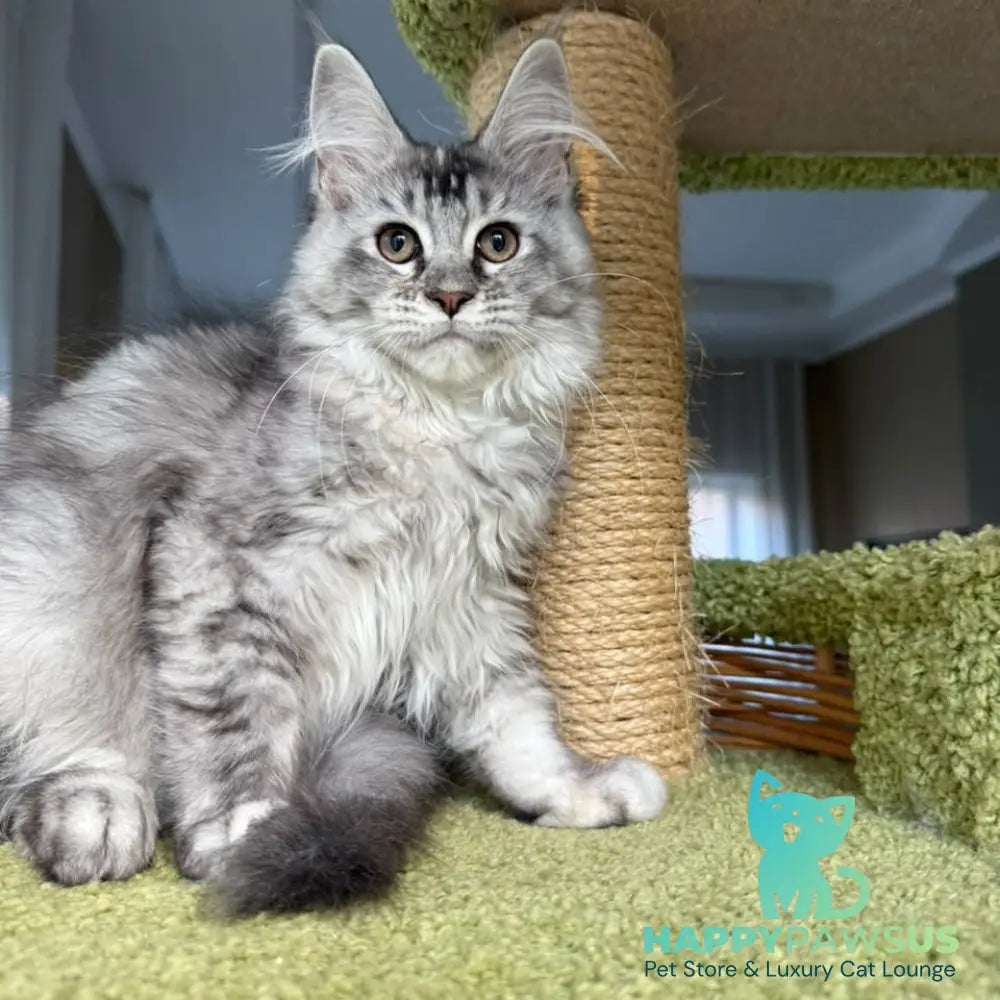 Juliet Maine Coon female black tortie silver ticked tabby - live animals