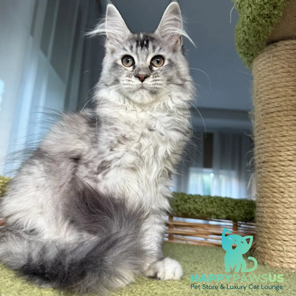 Juliet Maine Coon female black tortie silver ticked tabby - live animals