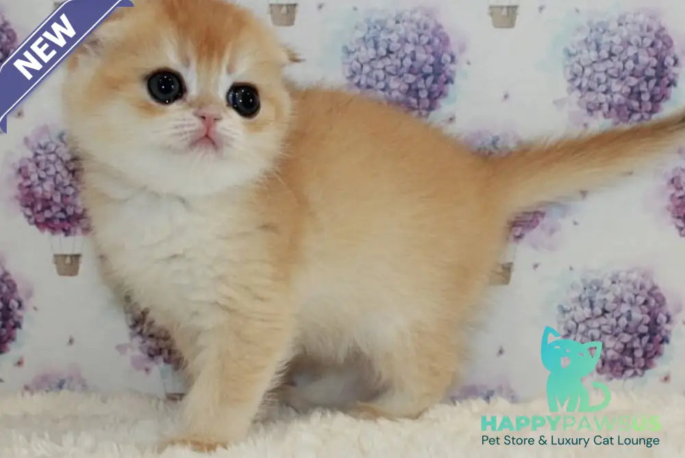 Juliet Scottish Fold female black golden chinchilla - live animals