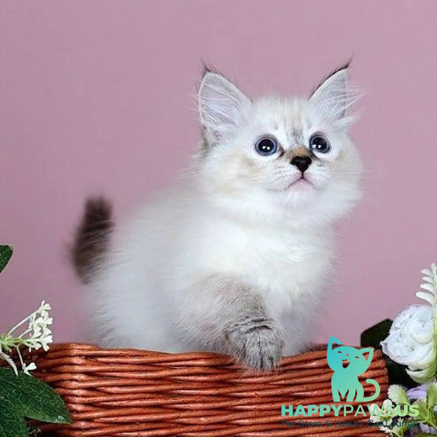 Juliet Siberian female black with white tabby pointed - live animals