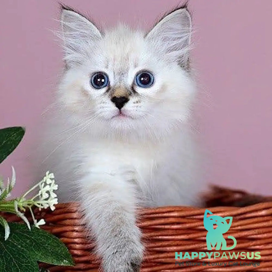 Juliet Siberian female black with white tabby pointed - live animals