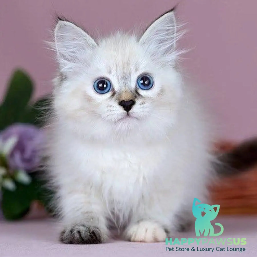 Juliet Siberian female black with white tabby pointed - live animals