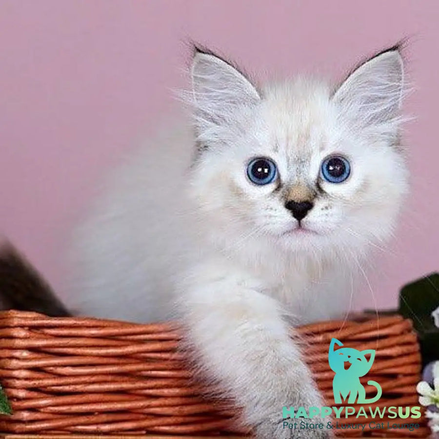 Juliet Siberian female black with white tabby pointed - live animals