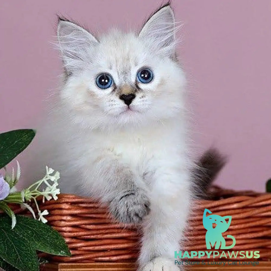 Juliet Siberian female black with white tabby pointed - live animals