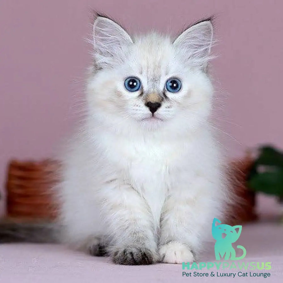 Juliet Siberian female black with white tabby pointed - live animals