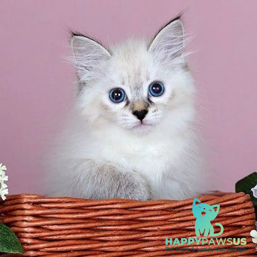 Juliet Siberian female black with white tabby pointed - live animals