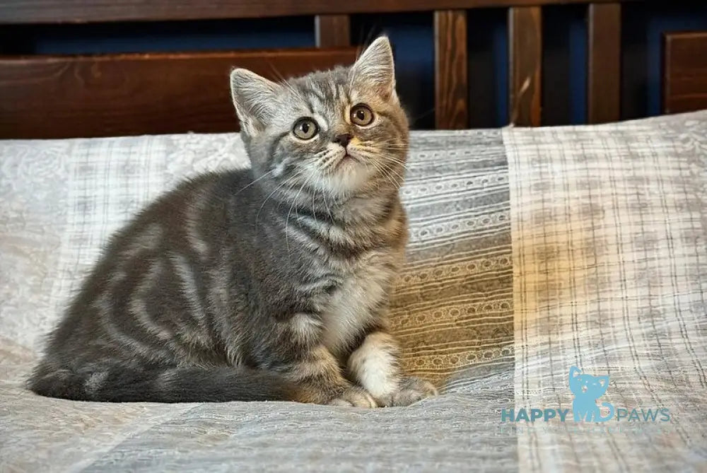 Julija Scottish Straight female blue silver tabby live animals