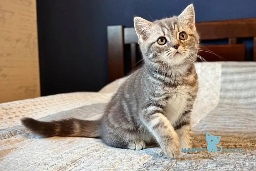 Julija Scottish Straight female blue silver tabby live animals